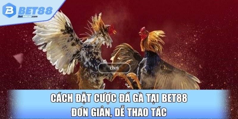 Cách đặt cược đá gà tại BET88 đơn giản, dễ thao tác