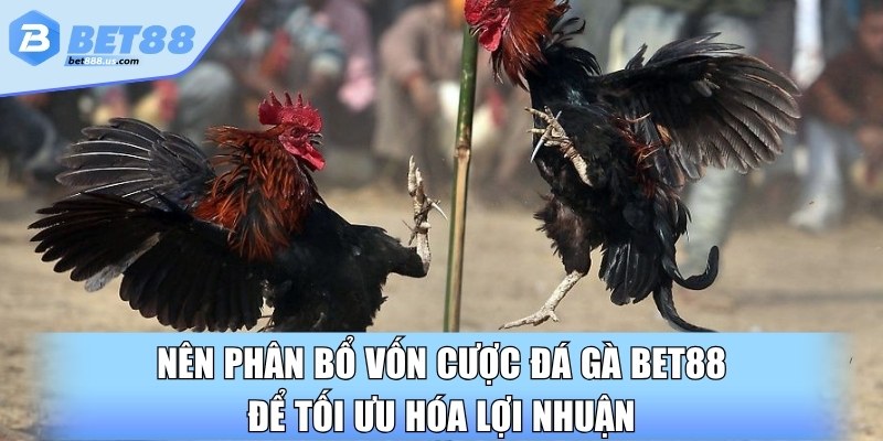 Nên phân bổ vốn cược đá gà BET88 để tối ưu hóa lợi nhuận