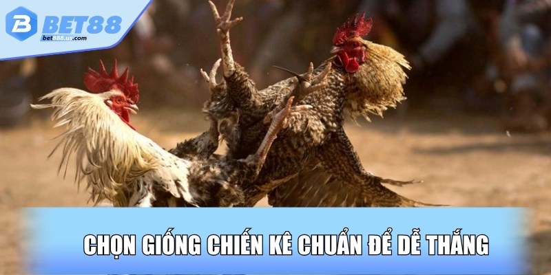 Chọn giống chiến kê chuẩn để dễ thắng