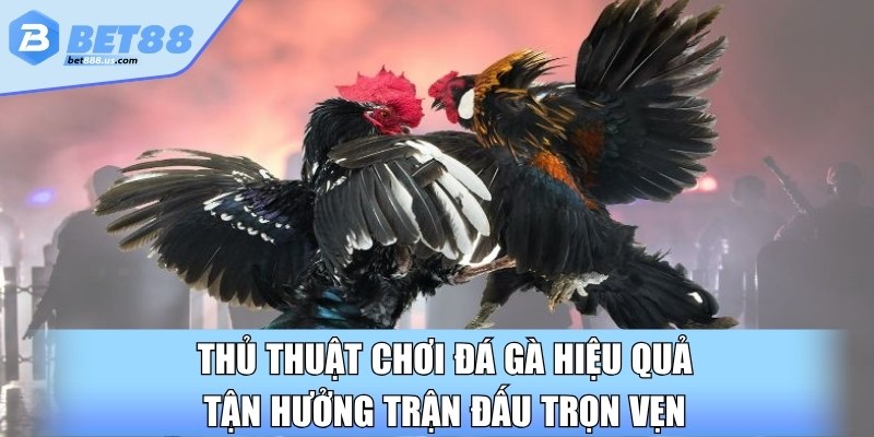 Thủ thuật chơi đá gà hiệu quả tận hưởng trận đấu trọn vẹn